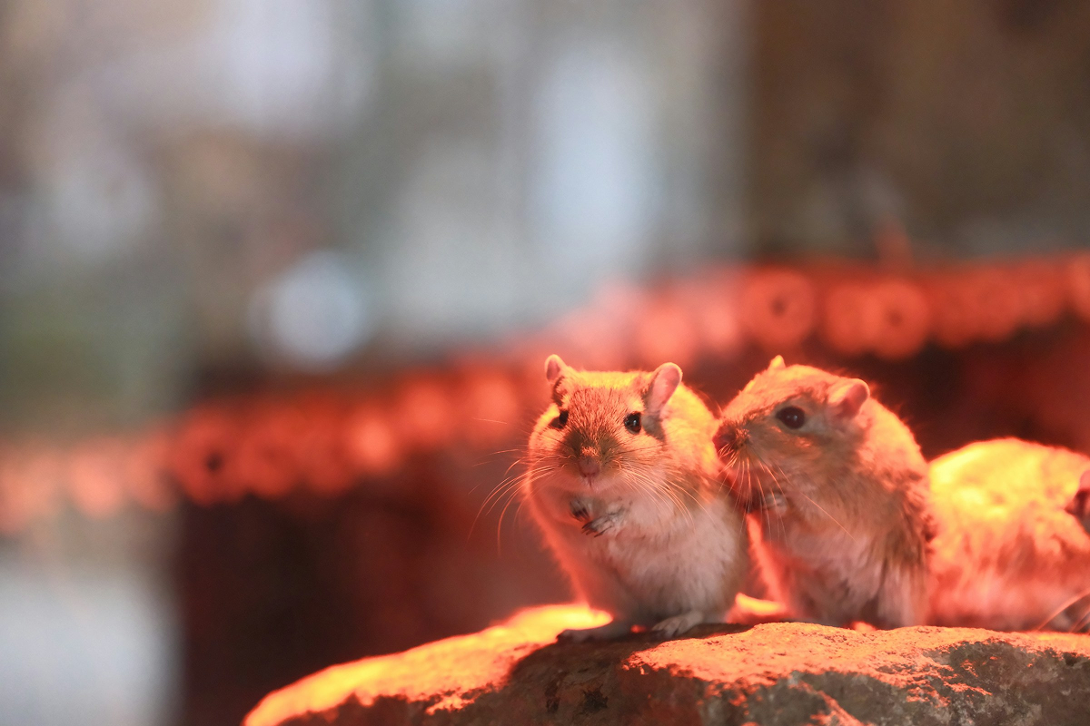 Gerbil
